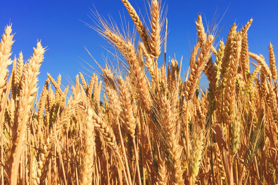 Agriculture illustrative scene; not an operating Beat Vision asset.
